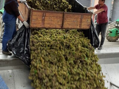 Vinarija Kutjevo - berba grožđa