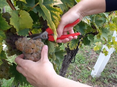 Vinarija Kutjevo - berba grožđa