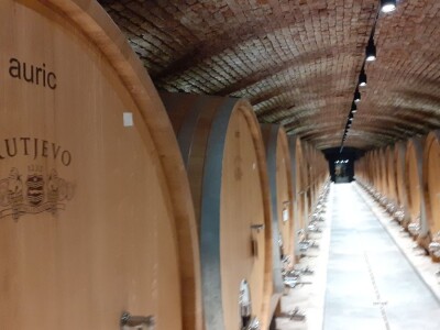 Vinarija Kutjevo - berba grožđa