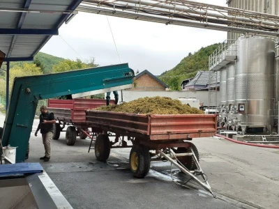 Vinarija Kutjevo - berba grožđa