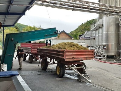 Vinarija Kutjevo - berba grožđa