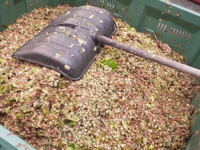 Vinarija Kutjevo - berba grožđa