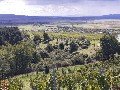 Vinarija Kutjevo - berba grožđa