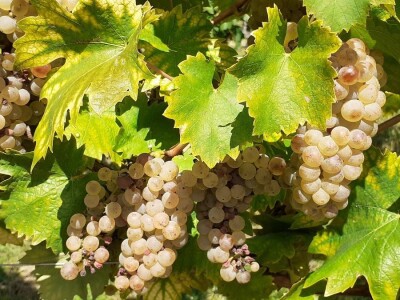 Vinarija Kutjevo - berba grožđa
