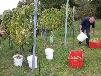 Vinarija Kutjevo - berba grožđa