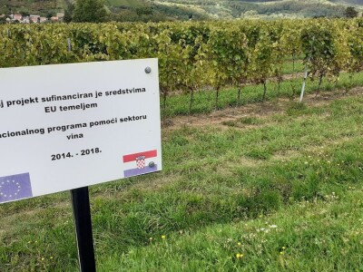 Vinarija Kutjevo - berba grožđa