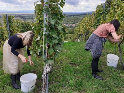 Vinarija Kutjevo - berba grožđa