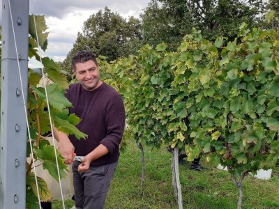 Vinarija Kutjevo - berba grožđa