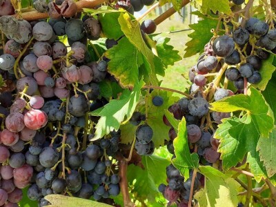 Vinarija Kutjevo - berba grožđa