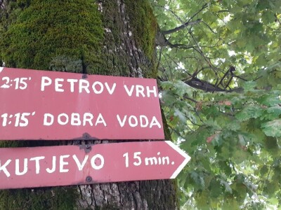 Vinarija Kutjevo - berba grožđa