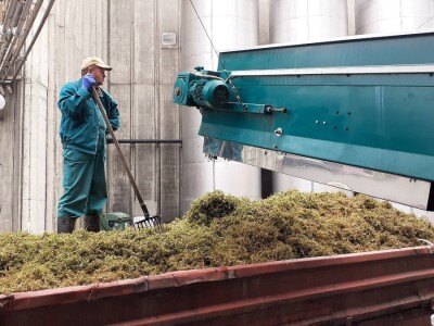 Vinarija Kutjevo - berba grožđa