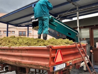 Vinarija Kutjevo - berba grožđa