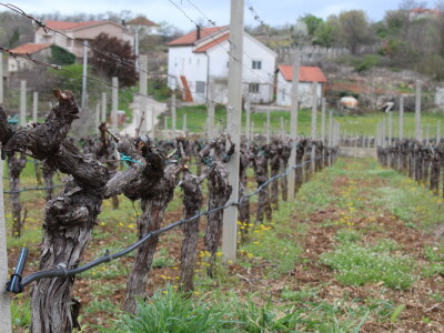 Vinarija Marijanović