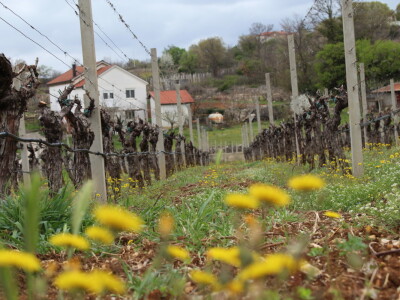 Vinarija Marijanović