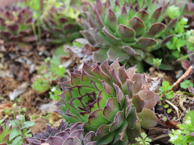 Vinarija Marijanović