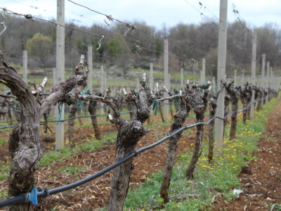 Vinarija Marijanović, Služanj