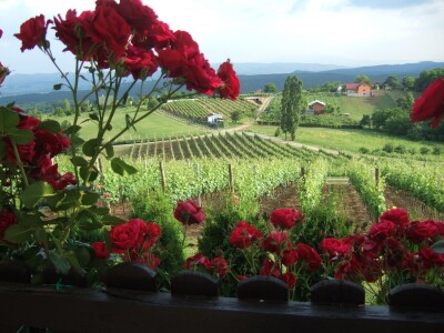 Vinarija Markota Vinarija Markota