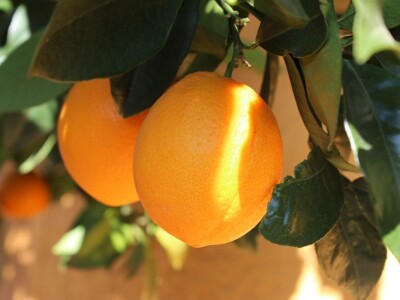 Vinarija Petri, vinogorje Pfalz