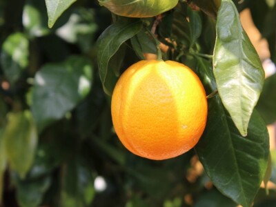 Vinarija Petri, vinogorje Pfalz