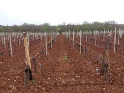 Vinarija Poletti Vinarija Poletti