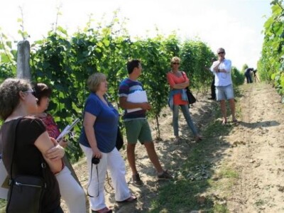 Predstavljanje sorte