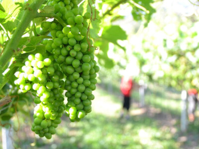 Vinogradi bogato rodili, na jesen proizvodnja žepačkog vina Vinogradi bogato rodili, na jesen proizvodnja žepačkog vina