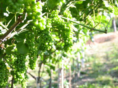 Vinogradi bogato rodili, na jesen proizvodnja žepačkog vina Vinogradi bogato rodili, na jesen proizvodnja žepačkog vina