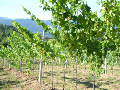 Vinogradi bogato rodili, na jesen proizvodnja žepačkog vina Vinogradi bogato rodili, na jesen proizvodnja žepačkog vina