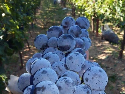 Vinarija Runjevac: Autohtone sorte, kupaže i vina sa ženskom elegancijom