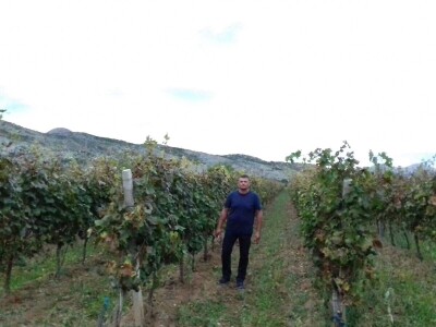 Vinarija Runjevac: Autohtone sorte, kupaže i vina sa ženskom elegancijom