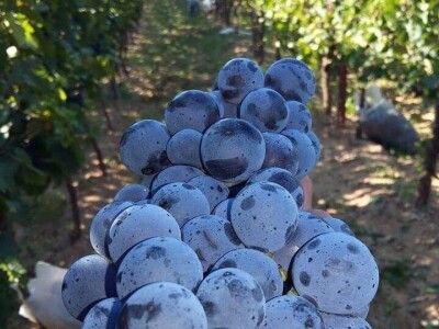 Vinarija Runjevac: Autohtone sorte, kupaže i vina sa ženskom elegancijom