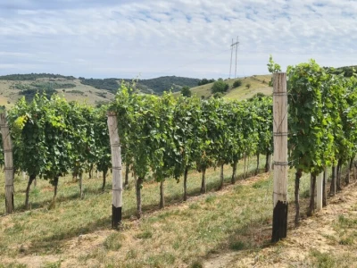 Vinarija Šijački