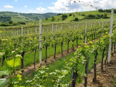 Vinarija Šijački