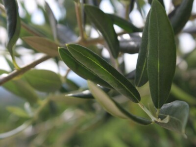 Vinarija Škaulj ugostila sedmu silu agrara