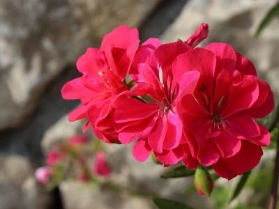 Vinarija Škaulj ugostila sedmu silu agrara