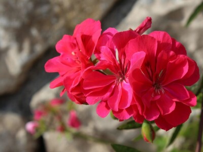 Vinarija Škaulj ugostila sedmu silu agrara