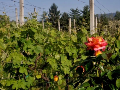 Vinarija Sokač