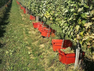 Vinarija Soldo iz Vetova