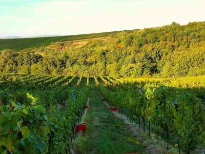 Vinarija Soldo iz Vetova