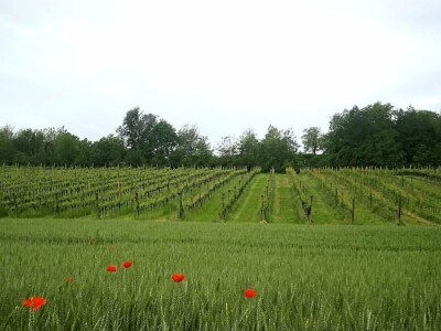 Vinarija Soldo iz Vetova