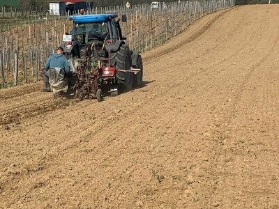 Vinarija Soldo iz Vetova