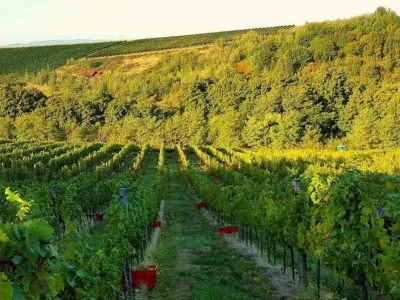 Vinarija Soldo iz Vetova