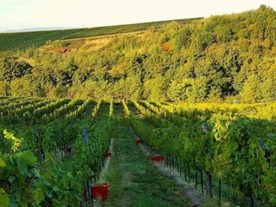 Vinarija Soldo iz Vetova