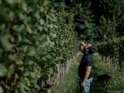 Vinarija Štampar iz Svetog Urbana uspješno je spojila stogodišnju tradiciju, iznimnu kvalitetu i inovativnost u proizvodnji vina