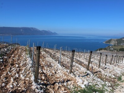 Vinarija Terra Madre, Komarna