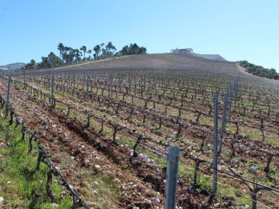 Vinarija Terra Madre, Komarna