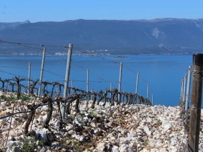 Vinarija Terra Madre, Komarna