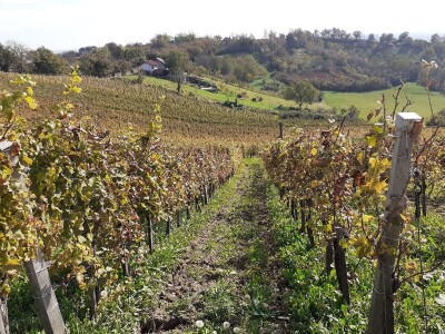 Vinarija Trdenić Vinarija Trdenić