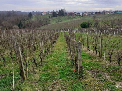 Vinarija Trdenić Vinarija Trdenić