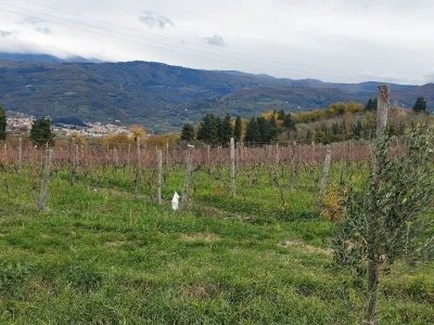 Vinarija u Toskani